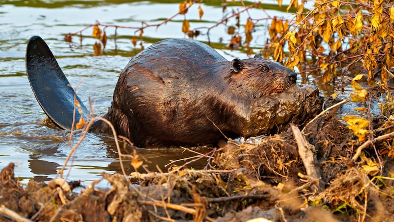 Beavers are very popular with the people of Villach (Bild: Rejean and Aline Bedard stock.adobe)