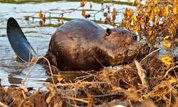 Biber sind geschützte Tiere, im Bezirk Lilienfeld macht ein Unbekannter grausame Jagd auf sie.
