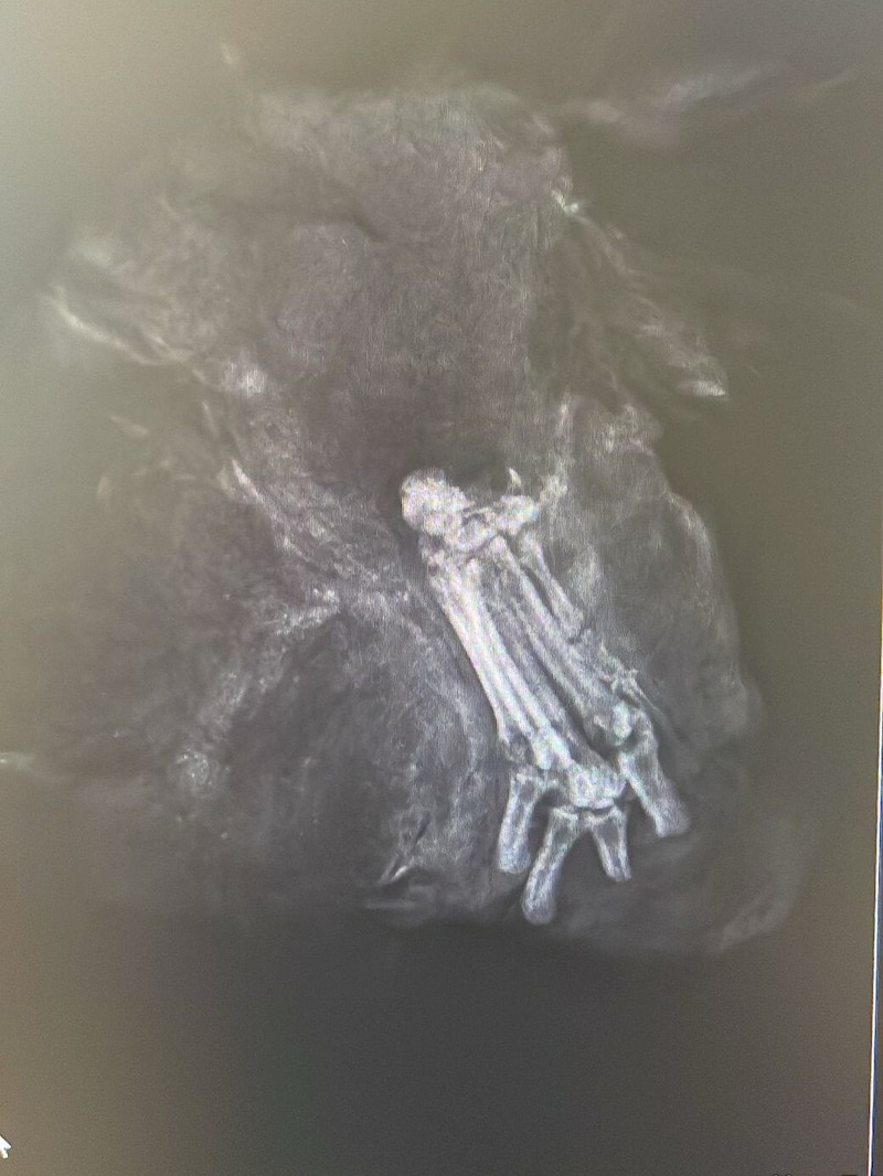 Das Röntgenbild zeigt die Überreste der Pfote im verfilzten Fellknäuel. (Bild: Tierschutzverein für Tirol)