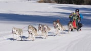 Im Schneeloch Hintersee sind am Sonntag hunderte Schlittenhunde zu bestaunen.