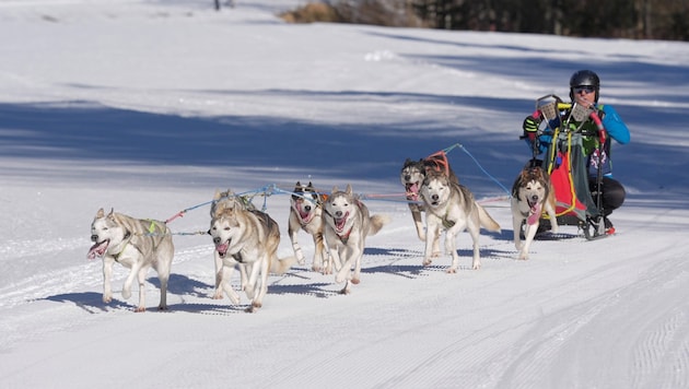 Hundreds of sled dogs can be marveled at in the Hintersee snow hole on Sunday. (Bild: Scharinger/Hatheuer)