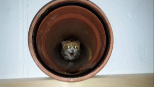 Am Samstag konnte der verängstigte Kater befreit werden