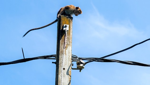 A macaque on an electricity pylon in Sri Lanka (Bild: Rasmus)