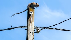 Ein Makak auf einem Strommasten in Sri Lanka