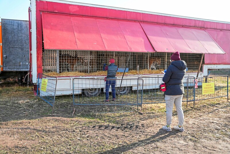 The tigers shared a compartment of ten square meters (Bild: © FOUR PAWS)