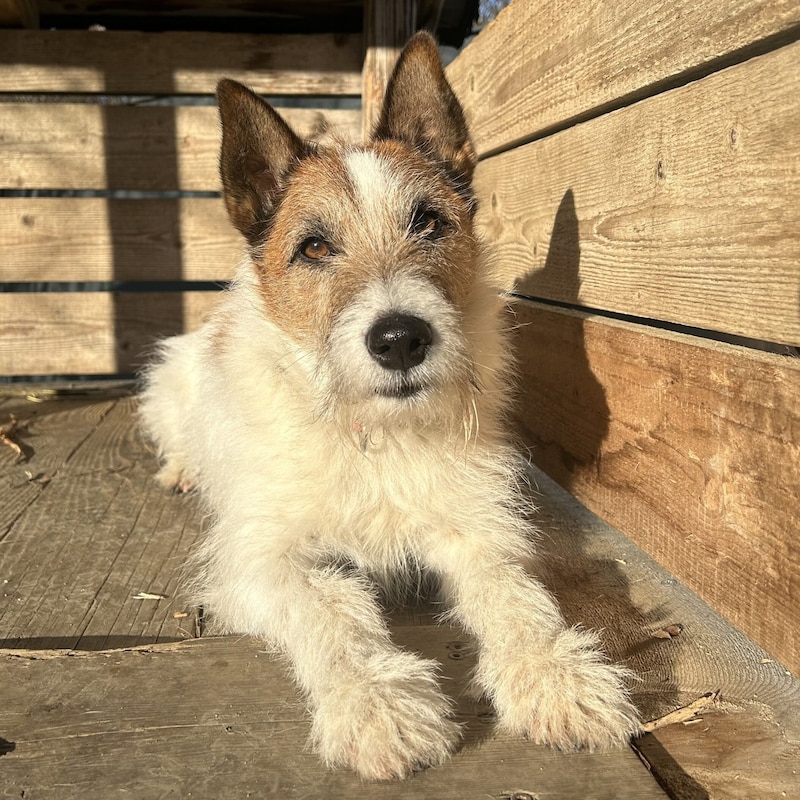 Terrier Mix Kalle (Bild: Tierschutzheim)