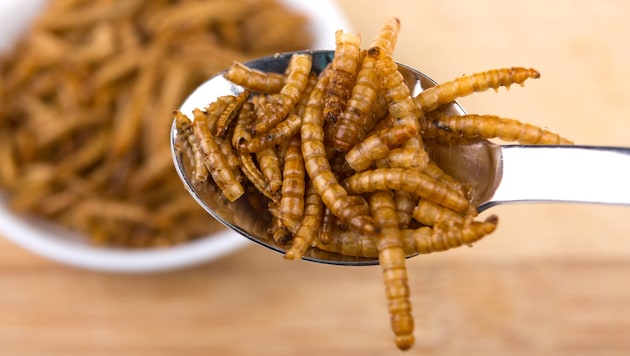 Not everyone likes it on their plate: mealworms are now also available as a powder. (Bild: stock.adobe.com/Waltraud Ingerl)