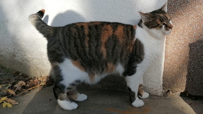 Socki
