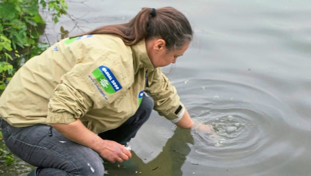 Chemikalien wurden im Nass und sogar im Mineralwasser entdeckt. (Bild: Global 2000)