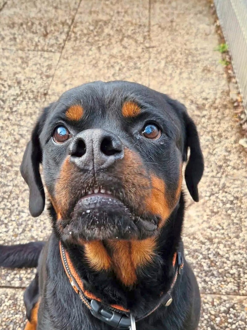 Rottweilerdame Aica mag Kinder, keine Katzen (Bild: Aktiver Tierschutz Austria)