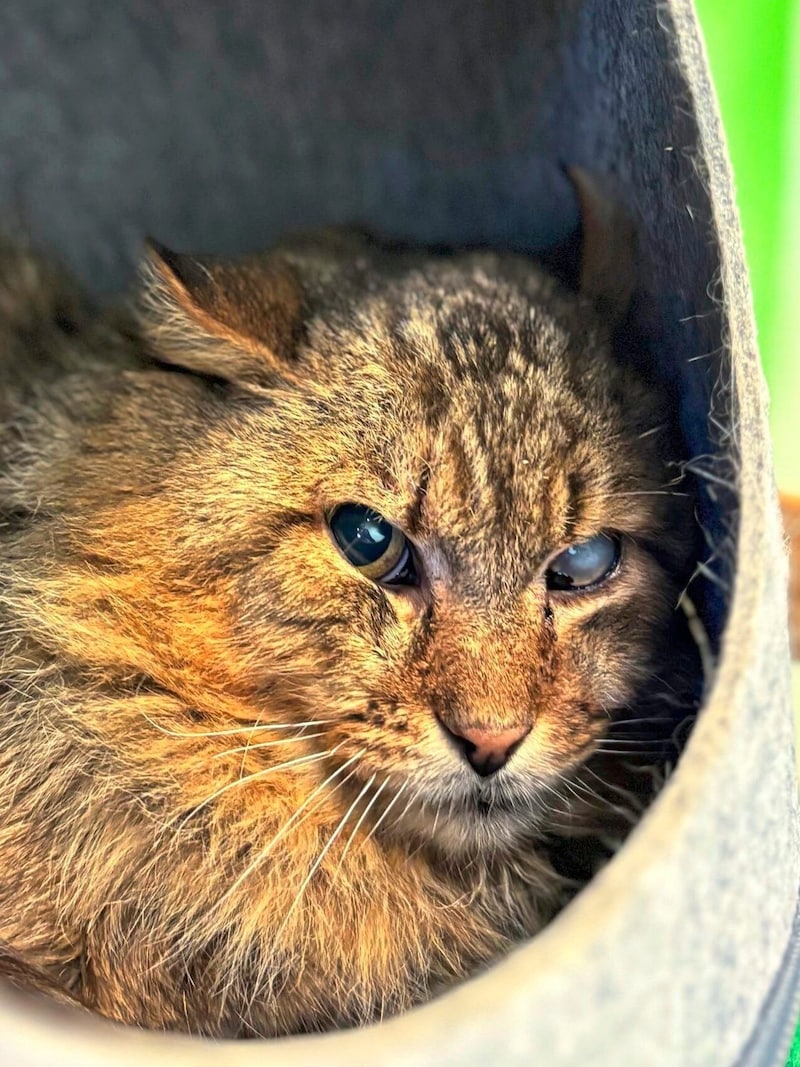 Kater Freddy ist so traurig im Heim (Bild: Aktiver Tierschutz Austria)