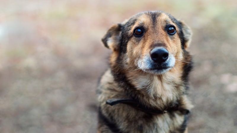 Egal ob Haus-, Wild, oder Nutztiere: In allen Bereichen gilt es weiterhin für Verbesserung zu sorgen.  (Bild: iwavephoto - stock.adobe.com)