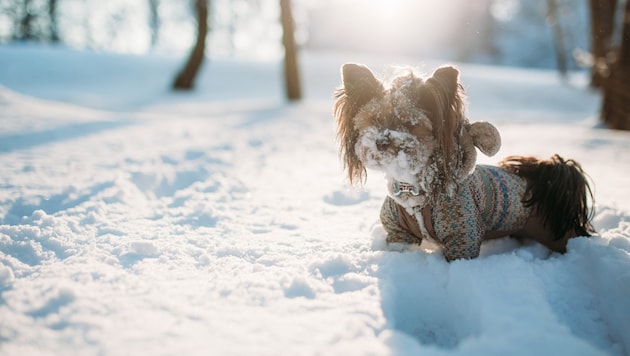 Winterfreuden auf vier Pfoten. (Bild: stock.adobe.com/Andriyan - stock.adobe.com)