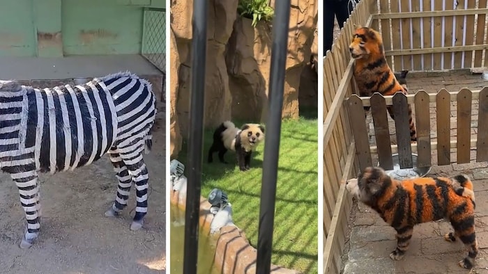 Die Zooleitung zeigt sich zumindest einfallsreich bei der Täuschung der Besucher – die jedoch ...