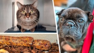 Kater Coco, Kornnatter SSSimon the Silent und Rüde Leo, sie alle suchen einen schönen Ort zum Leben. (Bild: Krone KREATIV/Tierheim Linz (2), Pfotenhilfe Lochen (1))