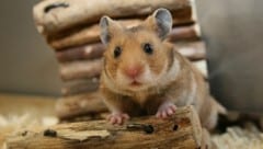 Ein für die Besitzer eines Hamsters trauriger Anlass wurde für Ermittler zum skurril-lustigen Polizeieinsatz ... (Bild: Pushpangadan - stock.adobe.com)