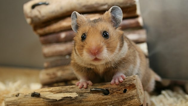 Ein für die Besitzer eines Hamsters trauriger Anlass wurde für Ermittler zum skurril-lustigen Polizeieinsatz ... (Bild: Pushpangadan - stock.adobe.com)