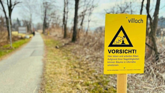 Information boards are currently in place in Villach along the Drau and at the Silbersee lake to warn of the consequences of the animal construction measures of two beaver families. (Bild: Wolfgang Kofler)