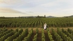 Von Dijon über Santenay bis nach Beaune erstrecken sich Weinberge. Die „Route des Grands Crus“ ist die bekannteste der sechs Weinstraßen. Die Radwege sind gut beschildert. Schöne Dörfer wie Puligny-Montrachet, Pommard oder Meursault sind lohnende Ausflugsziele. (Bild: COMO Hotels & Resorts)