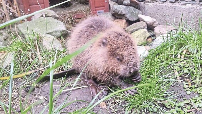 According to beaver management, the beaver population in Burgenland has declined following the ...