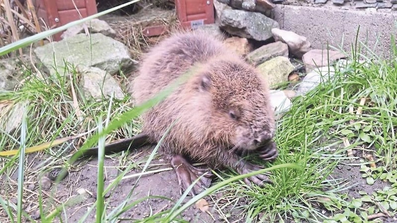 According to the beaver management team, the beaver population in Burgenland has declined following the recent floods last year. (Bild: Christian Schulter/Christian schulter)