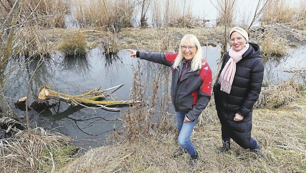 Deputy Governor Anja Haider-Wallner (Greens) asked Silvia Strauch about the possibilities for a fair balance of interests with regard to the beaver. (Bild: Reinhard Judt)