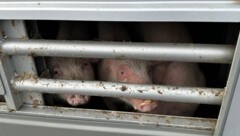 Rund 700 Schweine waren in den Lkw gepfercht.