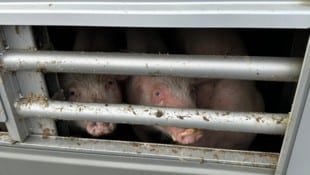 Rund 700 Schweine waren in den Lkw gepfercht. (Bild: ZOOM Tirol)