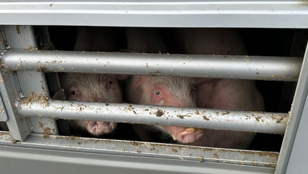 Rund 700 Schweine waren in den Lkw gepfercht. (Bild: ZOOM Tirol)