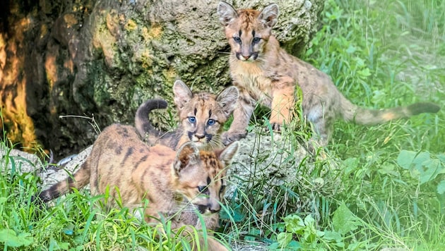 (Bild: Zoo Salzburg)