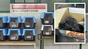 Ein trauriges Bild: In den Boxen sitzen Welpen, auf die nun eine längere Quarantäne wartet. ...