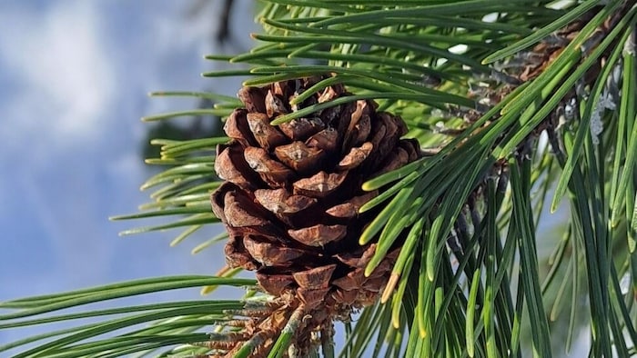 Pine cones.