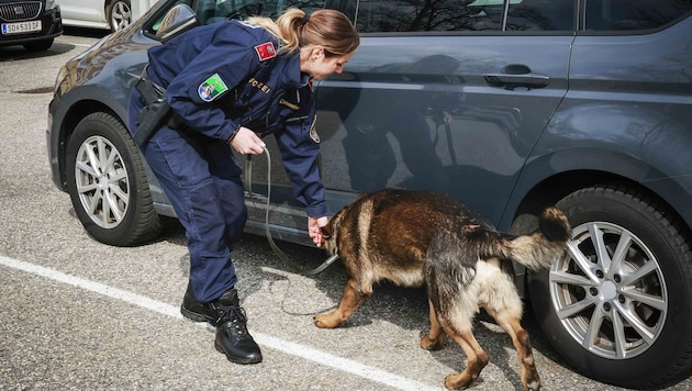 Spürhunde sollen Drogen bei Grenzkontrollen erschnüffeln. (Bild: Pressefoto Scharinger/Daniel Scharinger)