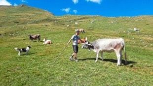 So schön das Leben auf der Alm als Senner sein kann, so hart kann es auch sein. Um häufige Job-Abbrüche zu vermeiden, wollen Verantwortliche künftig noch mehr auf die Voraussetzungen aufmerksam machen und bieten Kurse sowie Fortbildung an. (Bild: zVg)