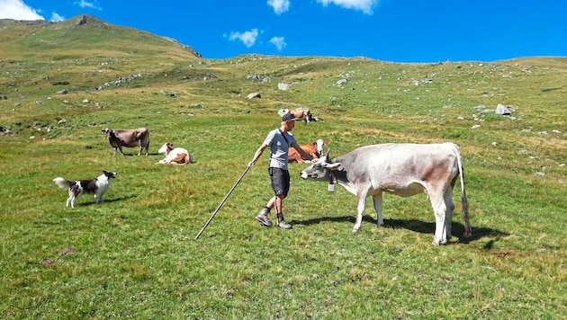 So schön das Leben auf der Alm als Senner sein kann, so hart kann es auch sein. Um häufige Job-Abbrüche zu vermeiden, wollen Verantwortliche künftig noch mehr auf die Voraussetzungen aufmerksam machen und bieten Kurse sowie Fortbildung an. (Bild: zVg)