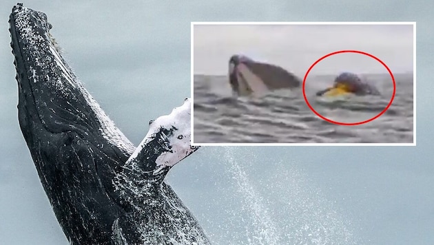 A kayaker in southern Chile was briefly swallowed by a humpback whale - but luckily he was spat out again. (Bild: AFP/AAP/AFP, Krone KREATIV, twitter.com/Dell Simancas )