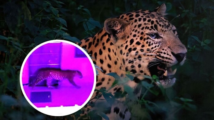 Ein Leopard erwies sich als ungebetener Gast einer Hochzeit.