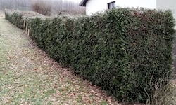 Diese Hecke hat Familie G. von einem Professionisten zurückschneiden lassen.