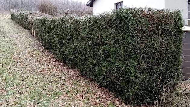 Diese Hecke hat Familie G. von einem Professionisten zurückschneiden lassen. (Bild: Familie G. )