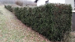 Diese Hecke hat Familie G. von einem Professionisten zurückschneiden lassen.