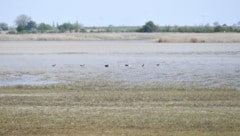 Nationalpark Neusiedler See-Seewinkel: Land und Bund ziehen an einem Strang.