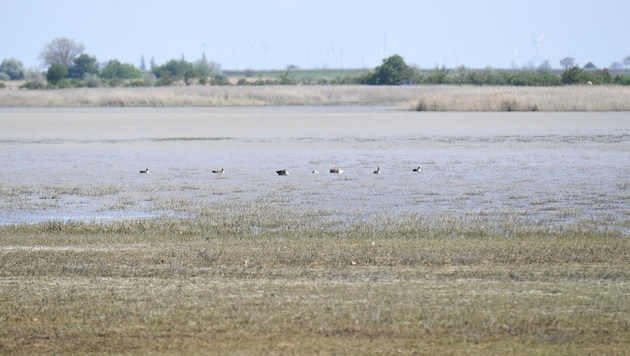 Nationalpark Neusiedler See-Seewinkel: Land und Bund ziehen an einem Strang.