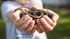 Regenwürmer leisten viel für Mensch und Natur. (Bild: photographyfirm - stock.adobe.com)