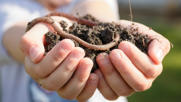 Earthworms do a lot for people and nature.