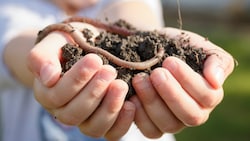 Regenwürmer leisten viel für Mensch und Natur.
