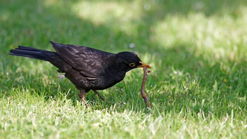 Tasty delicacy: The earthworm contributes to the food cycle in many ways. (Bild: stock.adobe.com/cuhle-fotos - stock.adobe.com)