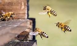 Neben unseren Honigbienen müssen auch die wilden Summer gerettet werden.