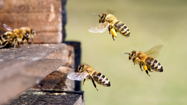 Bee products such as honey, as well as their venom and the air in the beehive, help to alleviate health problems. (Bild: stock.adobe.com/C. Schuessler)