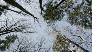 Zu wenig wurde auf die Verbesserung des Schutzwaldes geachtet, kritisierten die Prüfer.