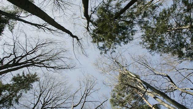 The auditors criticized that too little attention was paid to improving the protection forest. (Bild: Holl Reinhard/KRONEN ZEITUNG)